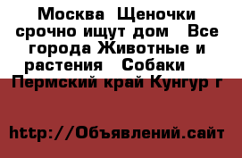 Москва! Щеночки срочно ищут дом - Все города Животные и растения » Собаки   . Пермский край,Кунгур г.